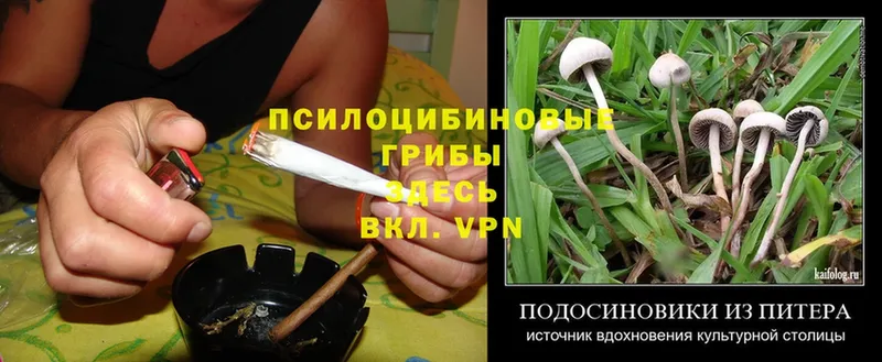 Галлюциногенные грибы Psilocybe  Каменногорск 